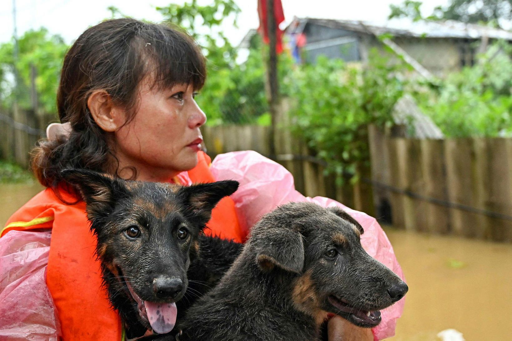 Phan Thi Tuyet með hundum sínum tveimur.