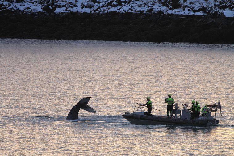 Photos: Rescuing a trapped whale