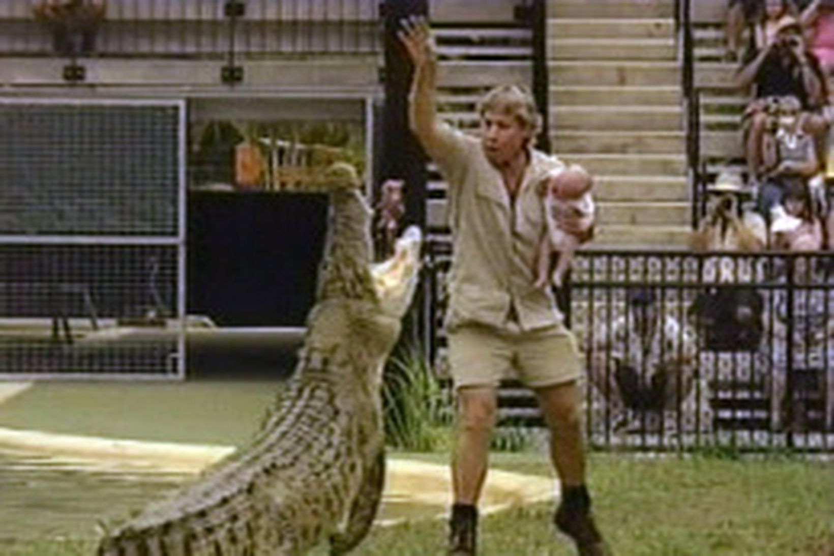 Steve Irwin gefur krókódíl haldandi á syni sínum.