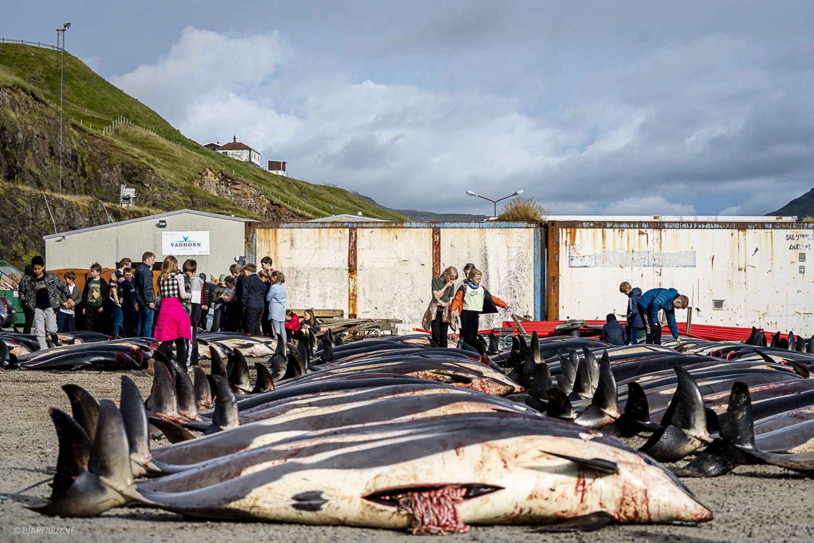 Alls voru drepnir yfir 1.400 leiftrar í Skálafirði í Færeyjum …