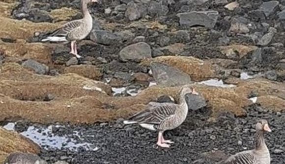 Gæsirnar hlýða Víði 