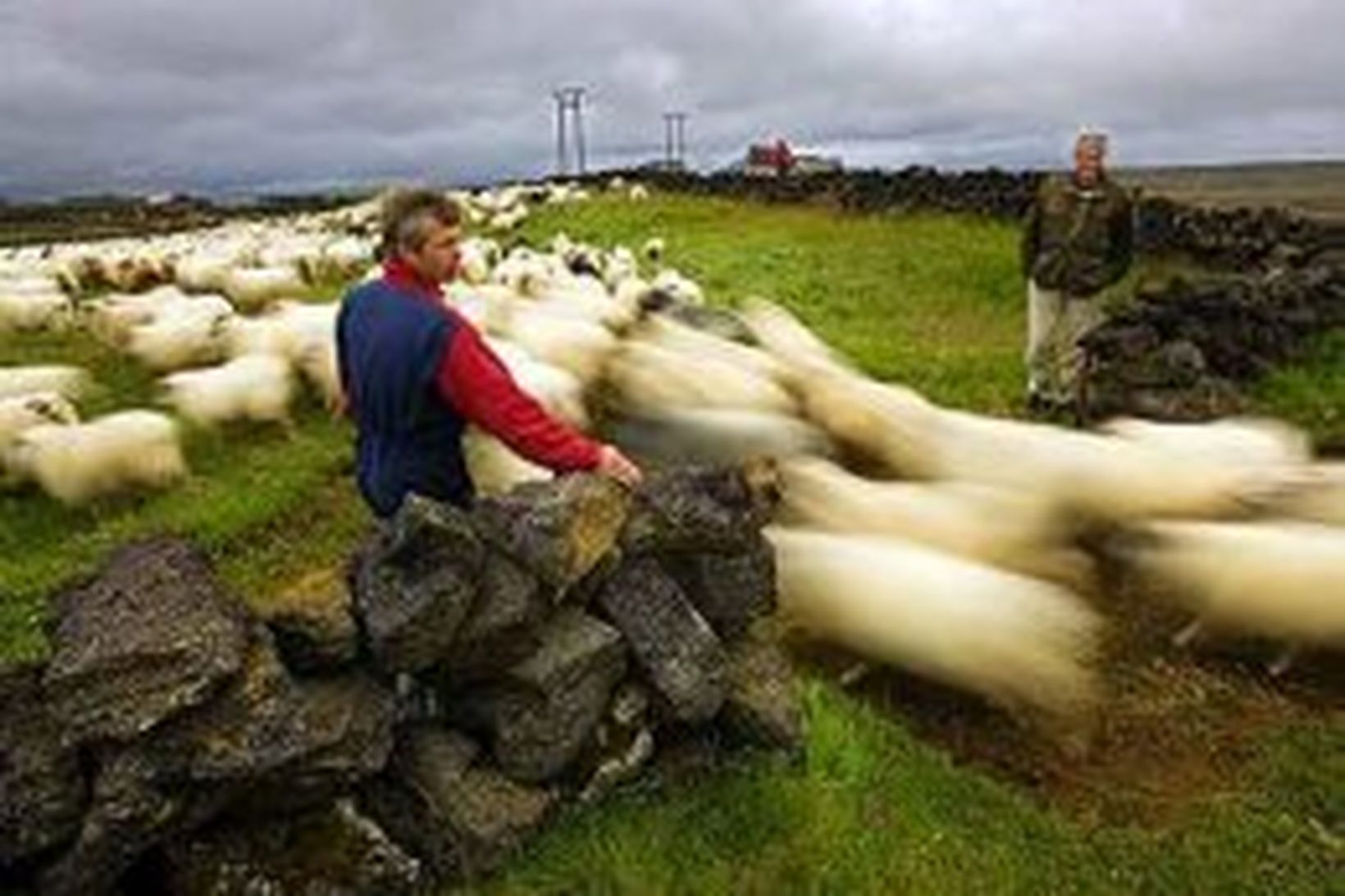 Þingmenn ræddu um landbúnaðarmál á Alþingi í dag.