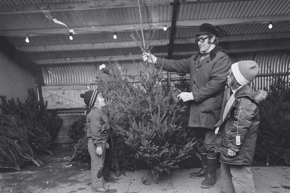 15. desember 1974. Jólatréssala Landgræðslusjóðs í Fossvogi.