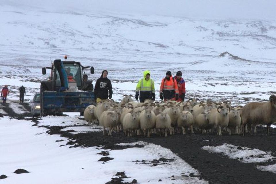 Fé smalað við Þeistareyki.