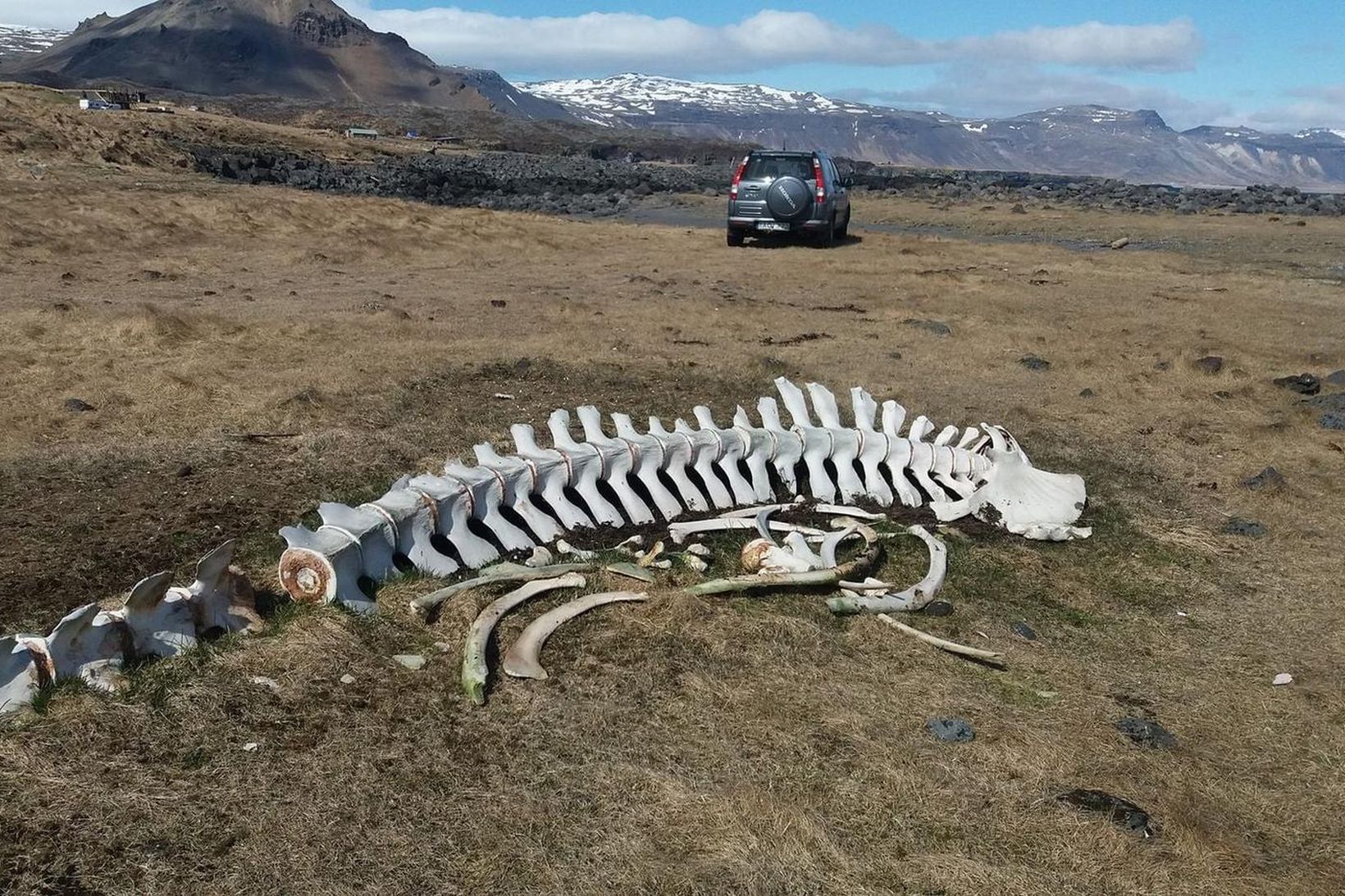 Hvalsbeinagrindin í Garðssandi á Hellnum áður en þjófarnir létu greipar …