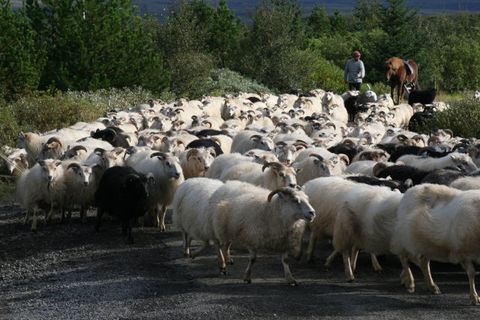 The deaths of 5,000 sheep this spring remain an enigma.