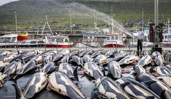 Færeyingar drápu 1.428 leiftra í Skálafirði