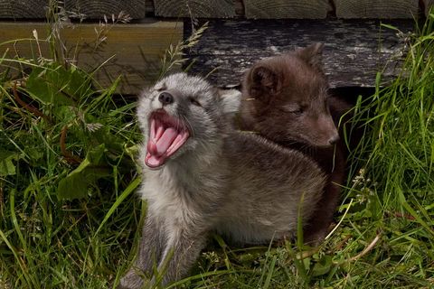 Fox cubs fostered at Langidalur in Þórsmörk cry for food.