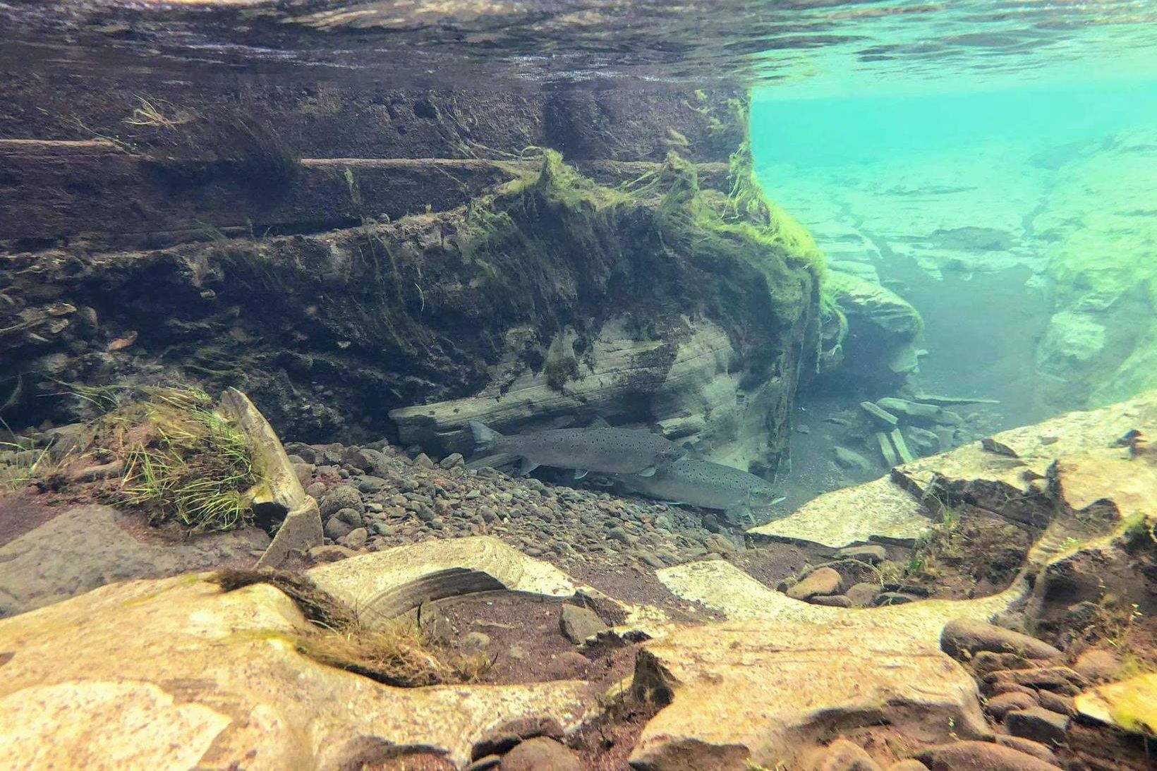 Laxapar í Reykjadalsá í Borgarfirði.