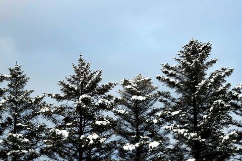 Trees clad in a coat of white this morning in Reykjavik.