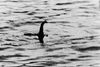 Beita DNA-rannsóknum í Loch Ness