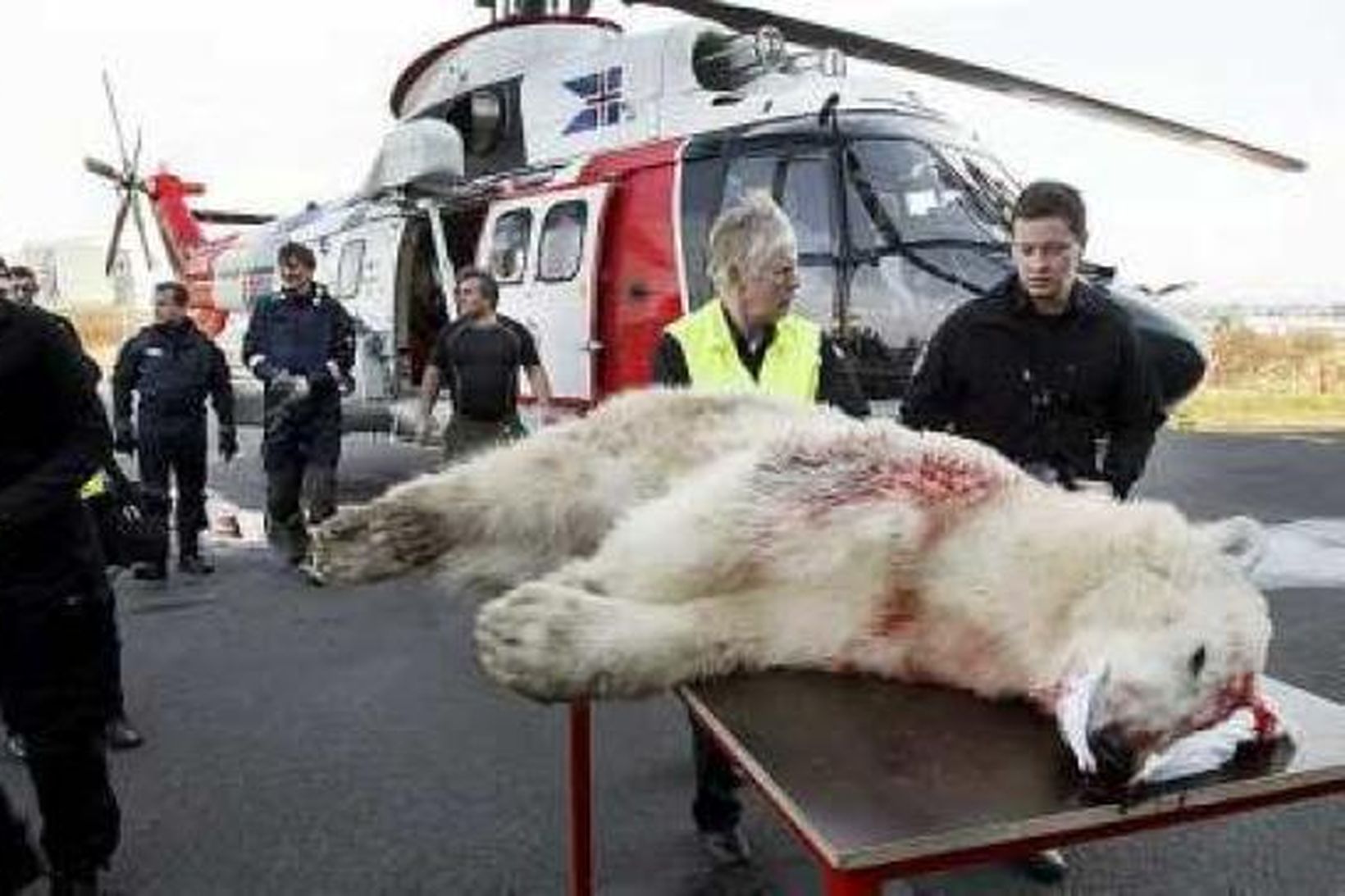 Þyrla Landhelgisgæslunnar flutti skrokkinn af birnunni frá Hornströndum.