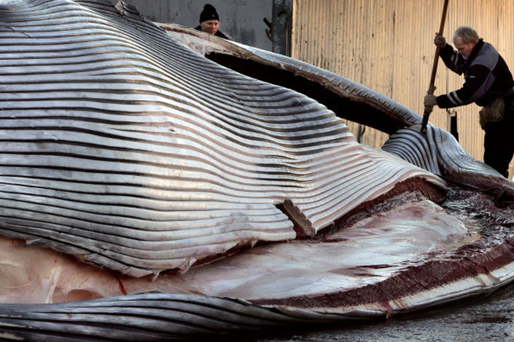 9 tonn af japönsku hvalkjöti liggja nú undir skemmdum vegna …