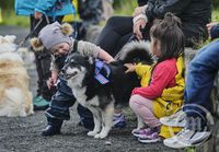 Íslenski fjarhundurinn naut athyglinnar í gær