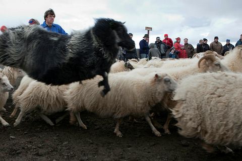A flying sheep. Click on the picture to better view this skilled creature.