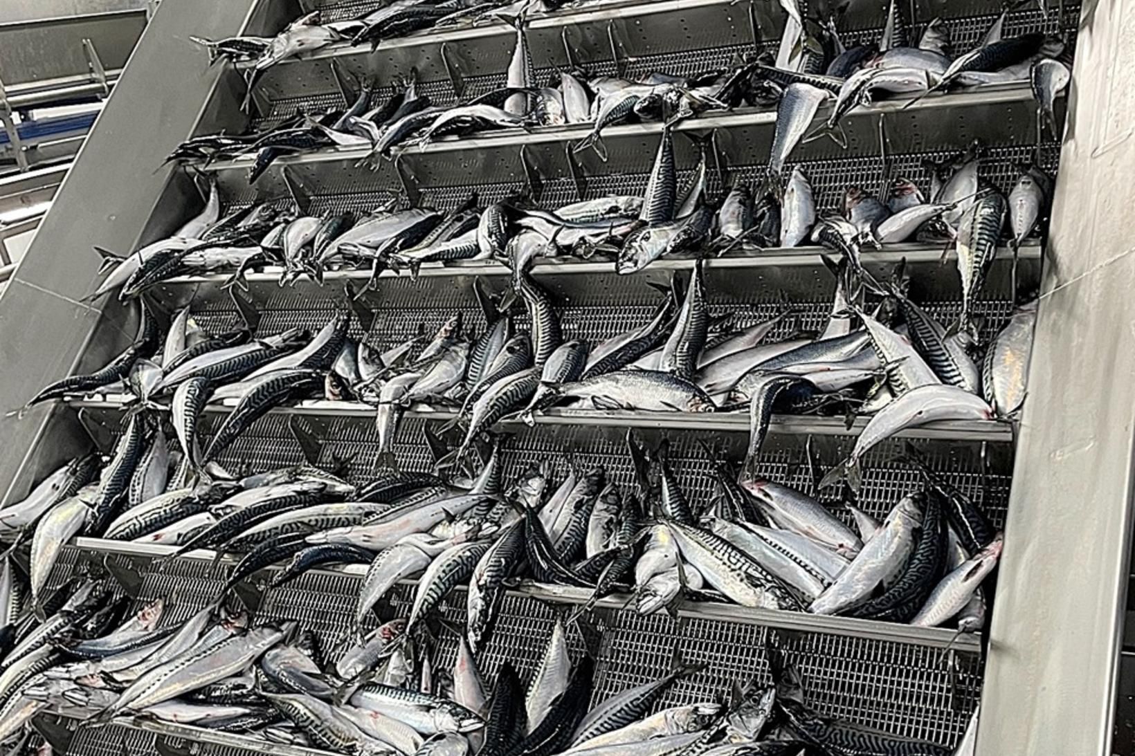 Allt var til reiðu í fiskiðjuveri Síldarvinnslunnar og vinnslan fór …