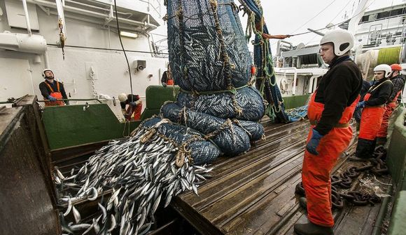 Umframveiði mun koma niður á makrílstofninum