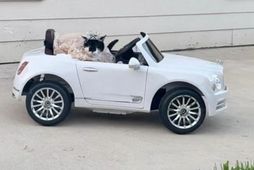 Læðan Holly tók sig vel út í fjarstýrðum Bentley í veislunni.