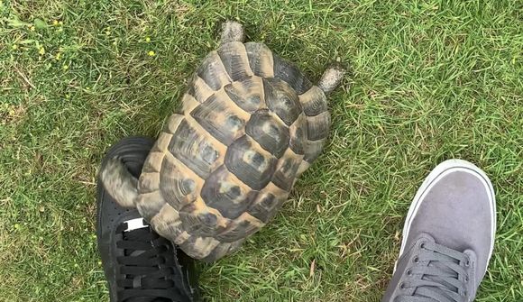 Skjaldbaka með fordóma fyrir svörtum skóm