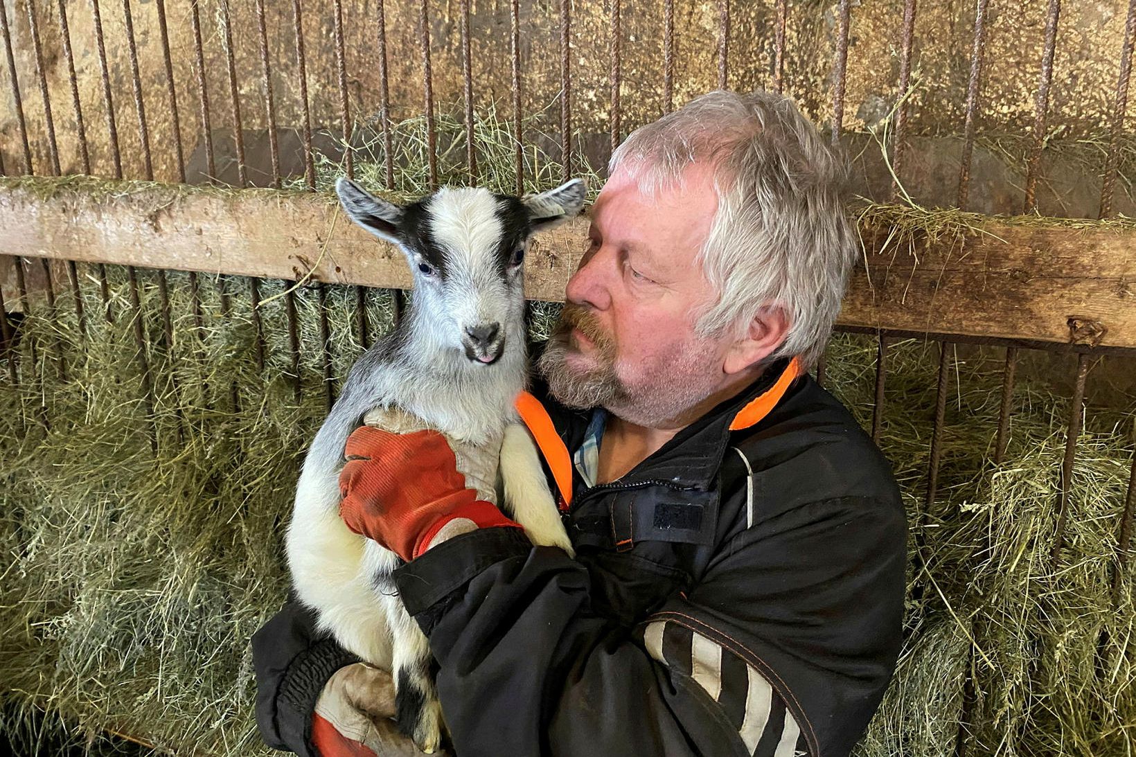 Vilhjálmur með ungan kiðling í fanginu sem unir sér vel.
