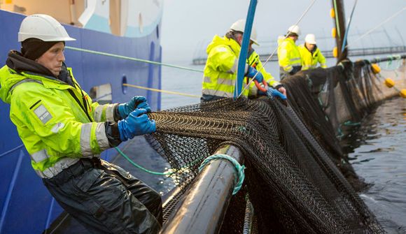 Aldrei meira af íslenskum eldisfiski