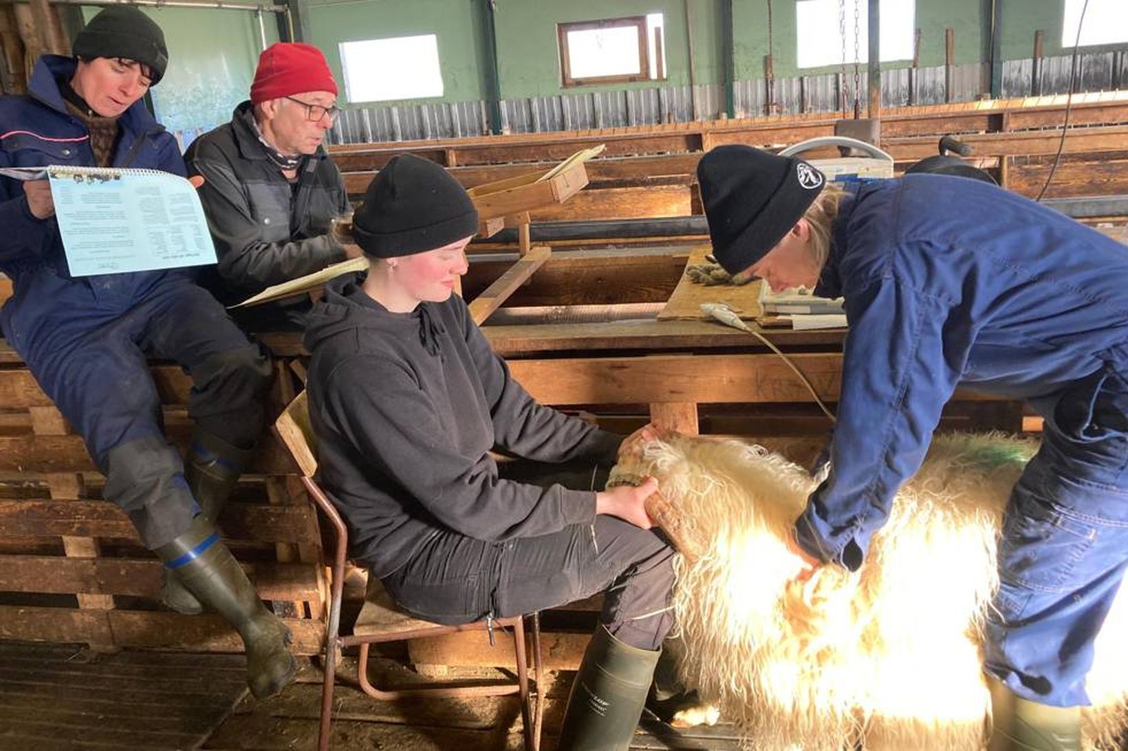 Birta og Halla þukla og ómskoða