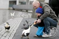 Jens litli gefur fuglunum við Tjörnina