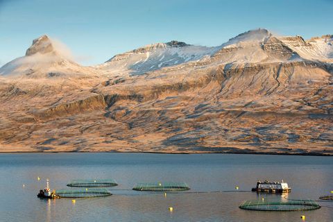 Salmon farming in the East Fjords.