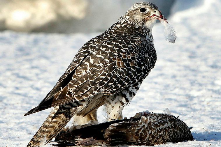 Avian flu taking a severe toll on Iceland’s falcon population