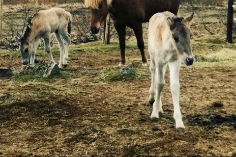 The twin foals, in the company of one of the surrogate mares, Rauðka from Barð.