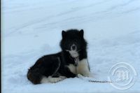 Resolute Bay