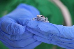 Poisonous frogs seized at Bogota airport