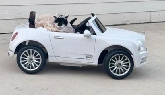 Köttur í Bentley bjargaði málunum