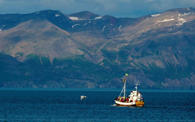 Whale watching in Skjálfandi Bay near Húsavík. Temperature could reach 20 degrees Celcius in the …
