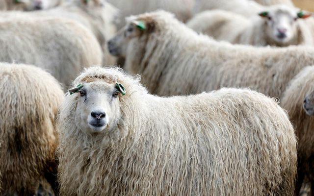 Í tilefni af dómi héraðsdóms hefur Samkeppniseftirlitið í dag ritað kjötafurðastöðvum og samtökum þeirra bréf.