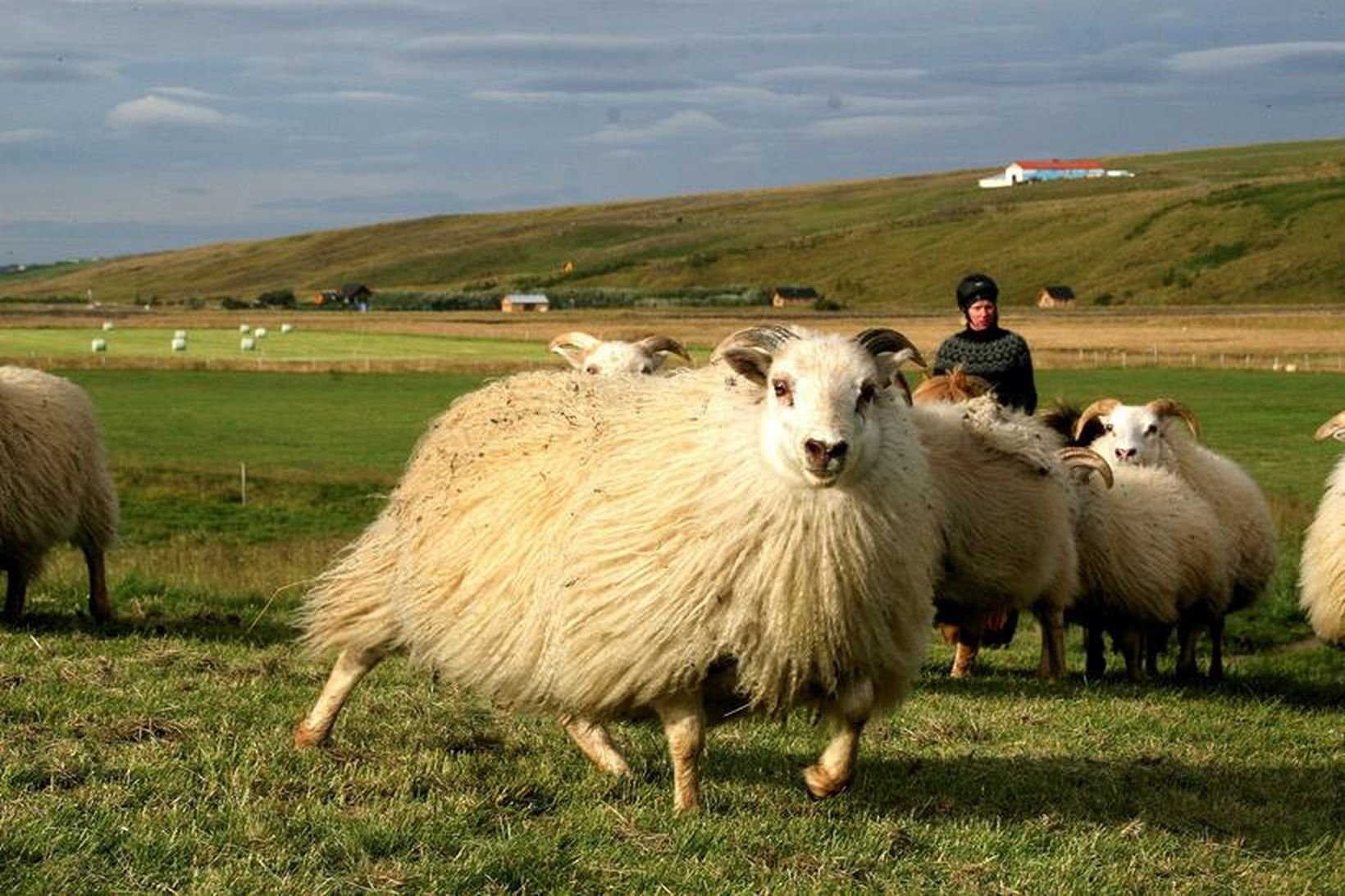 Riða er ólæknandi sjúkdómur og mikilvægt að ná tökum á …