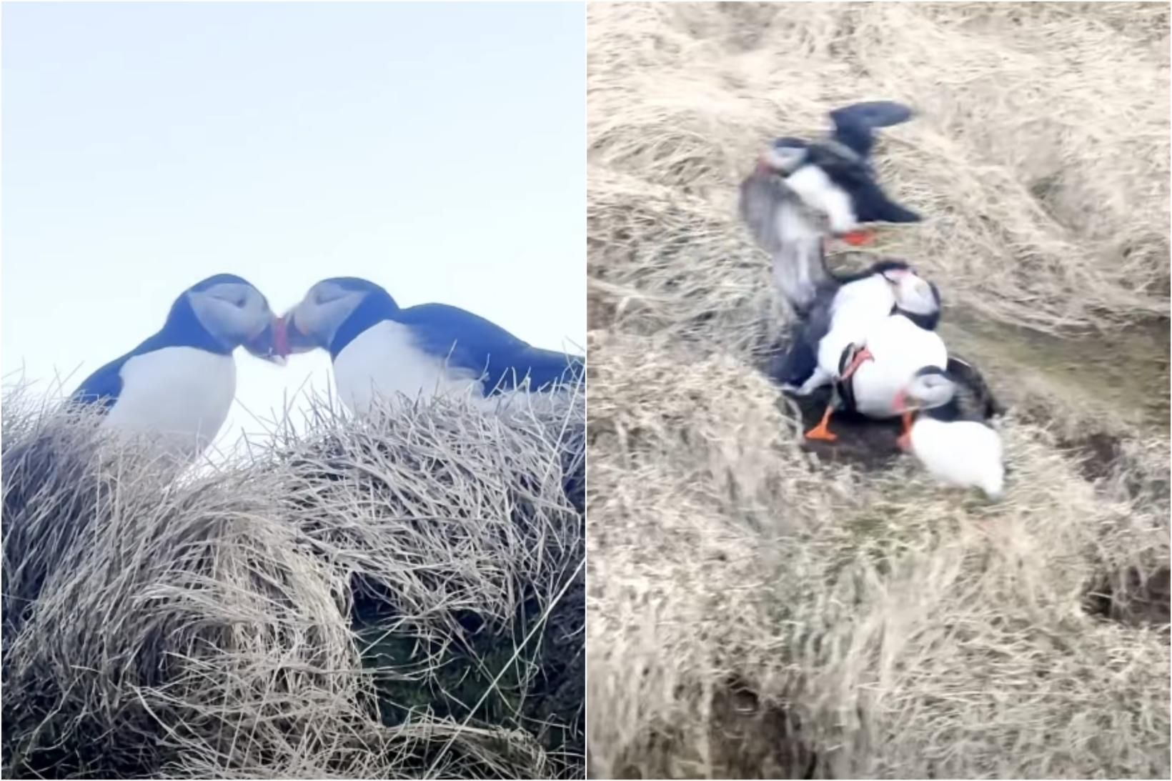 Myndskeið: Slagsmálalundar fyrir austan