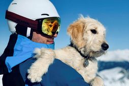 Innbruck í Austurríki er vinsæll útivistarbær. Hér má skíðamann með hund uppi í fjalli.