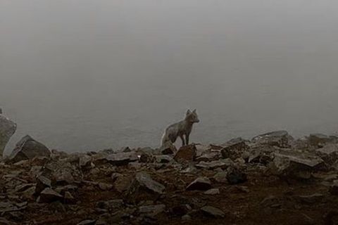 The fox, inspecting the eruption site.