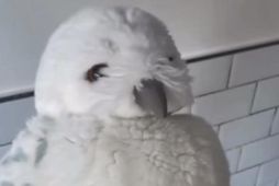 Hedwig er uglan hans Harry Potter í sögunum um galdrastrákinn.
