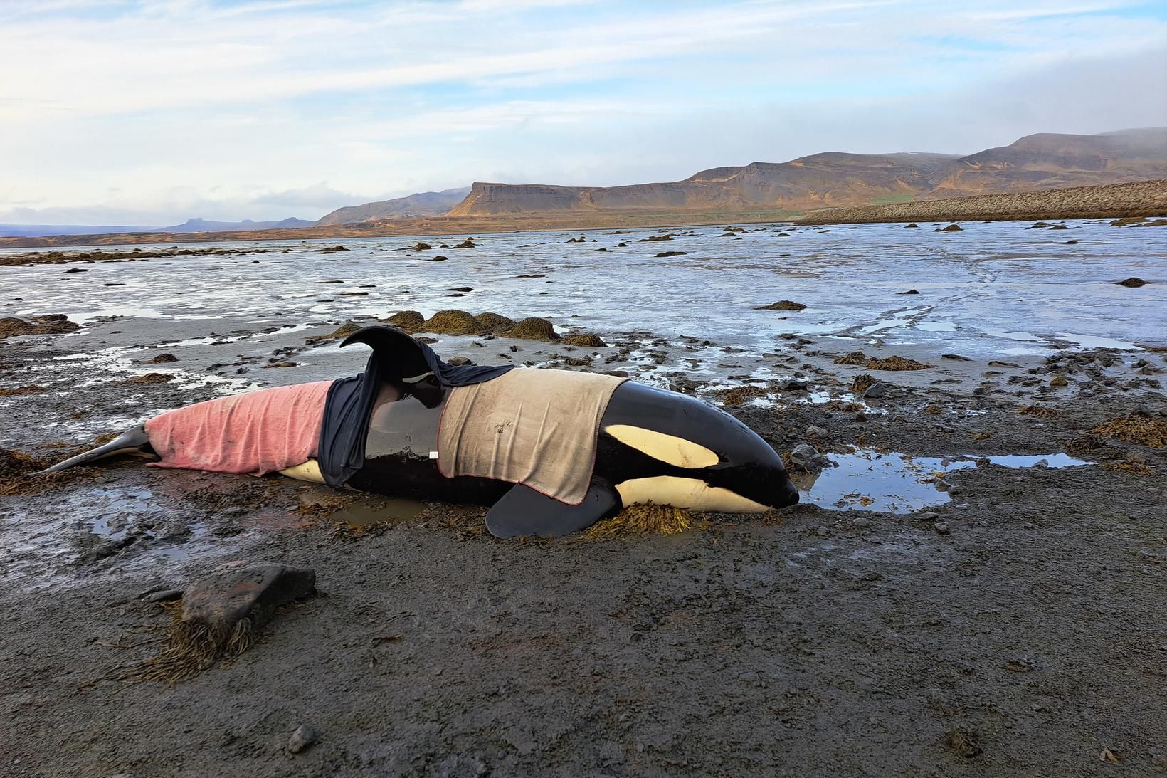 Björgunarsveitir bíða nú eftir næsta flóði. Búið er að leggja …