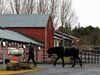 Víðidalur has extensive facilities for horsemanship and everything that comes with it.