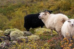 Verði bankarnir dæmdir að hluta eða öllu leyti gætu áhrifin orðið veruleg.