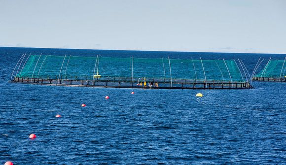 61% mótfallin laxeldi í opnum sjókvíum