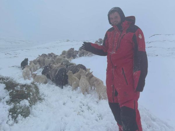 Running sheep in winter weather in spring this week.