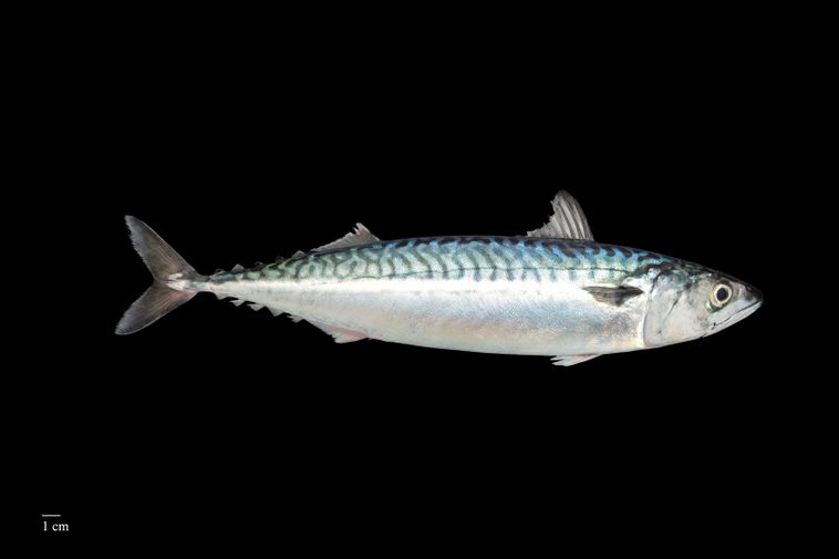 Industry groups express strong disappointment over mackerel agreement