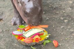 Thai baby hippo Moo Deng predicts US election win for Trump