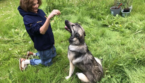 Samson með í ferð til Bretlands