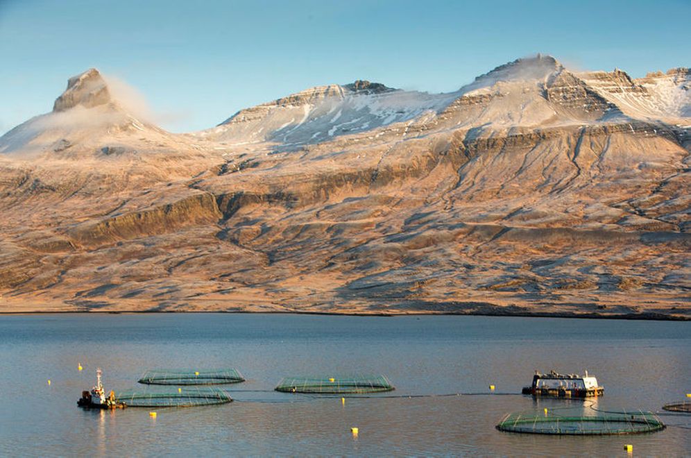 Salmon farming in the East Fjords.
