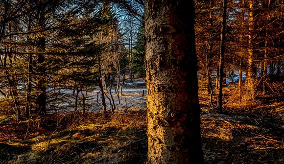 Fyrstu skógar­kol­efnis­einingarnar seldar
